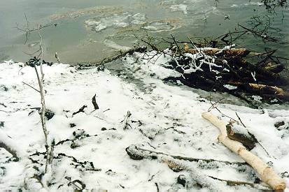 Detail povrchu bobriho hradu u hladiny reky