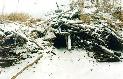 Vchod do opusteneho bobriho hradu