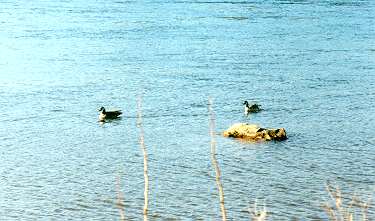 Par kanadskych divokych husi