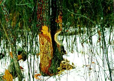 Colourful layers exposed by beaver gnawing