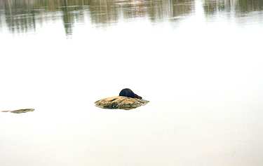 Beaver about to slip under the water surface