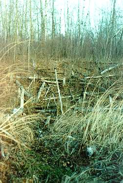 Old beaver trail