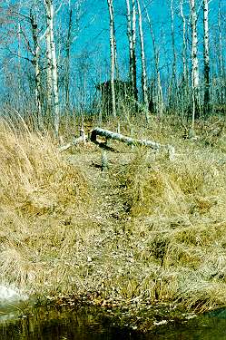 Beaver trail