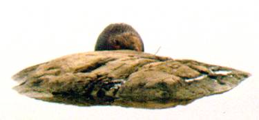Closeup of a twig gnawing beaver
