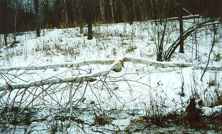 Three birches fell by beavers into a star