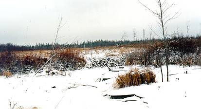 Abandoned beaver dam