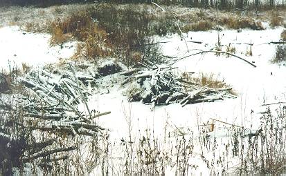 Repaired (and then) abandoned beaver dam