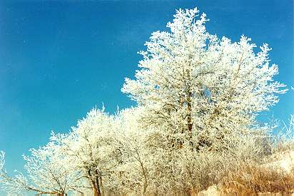 Hoarfrost at the rest area