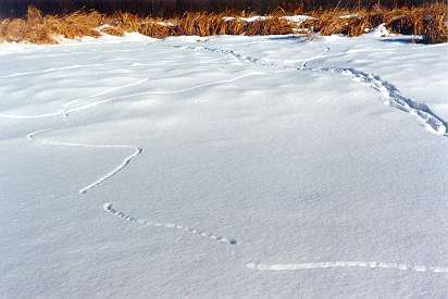 Mouse and deer trails